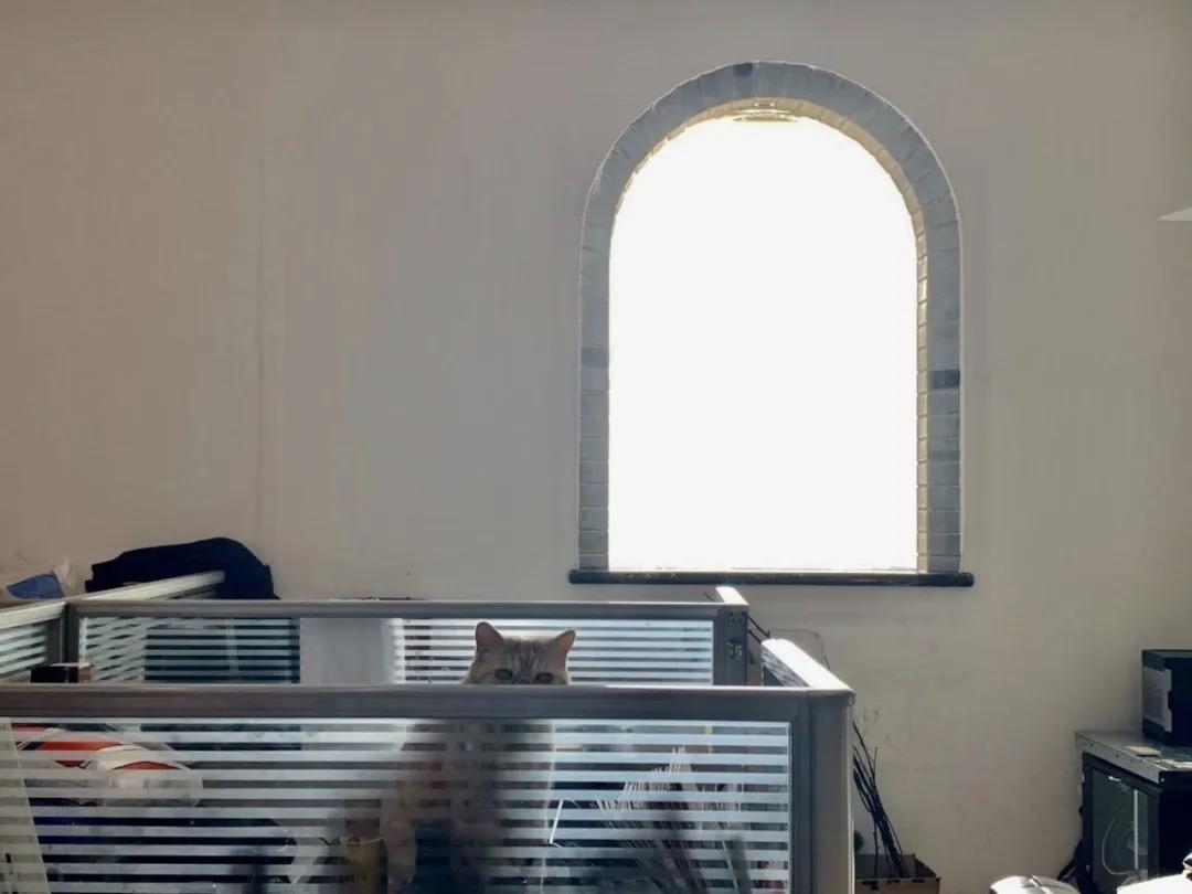 小猫咪为什么喜欢在阳光底下翻滚,小猫咪为什么爱偷袭