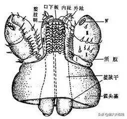羊硬蜱病,羊身上蜱虫病有土办法吗