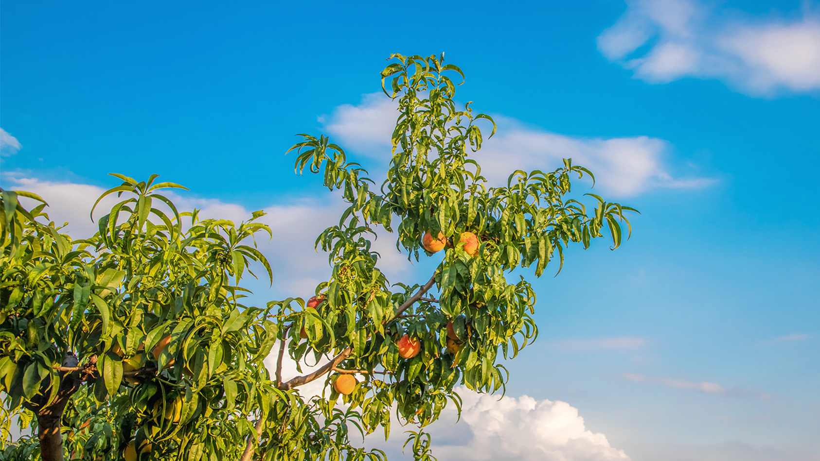 济南南山好吃的美食店推荐,济南南山区有什么好吃的