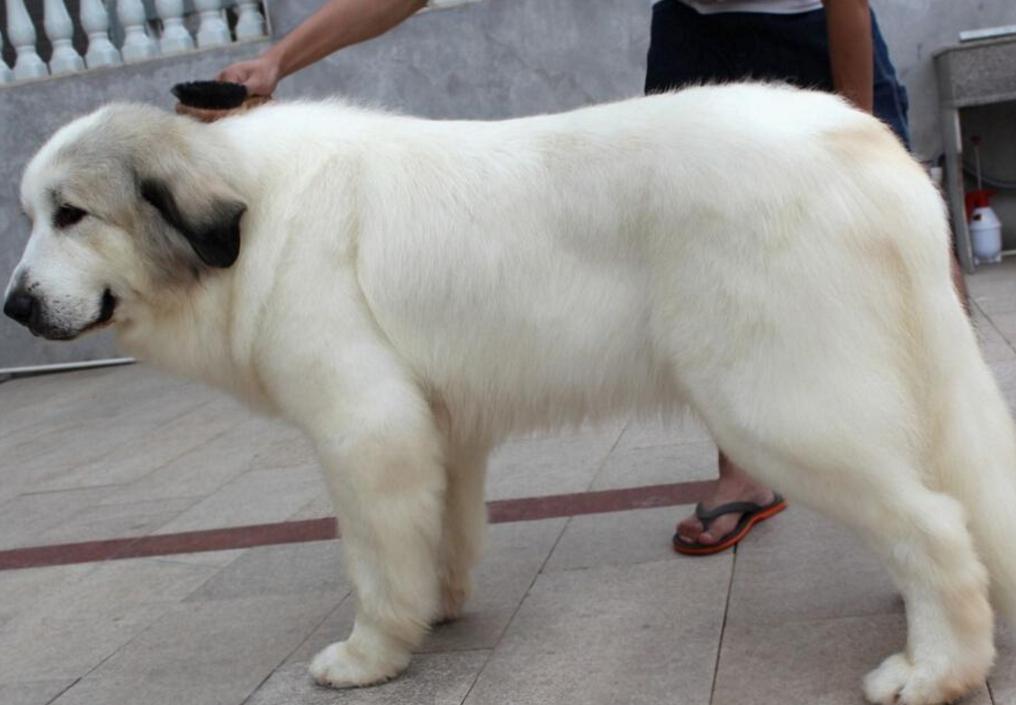 被小区不拴绳子的狗吓到了怎么办,孩子在小区内被未牵绳的狗追咬