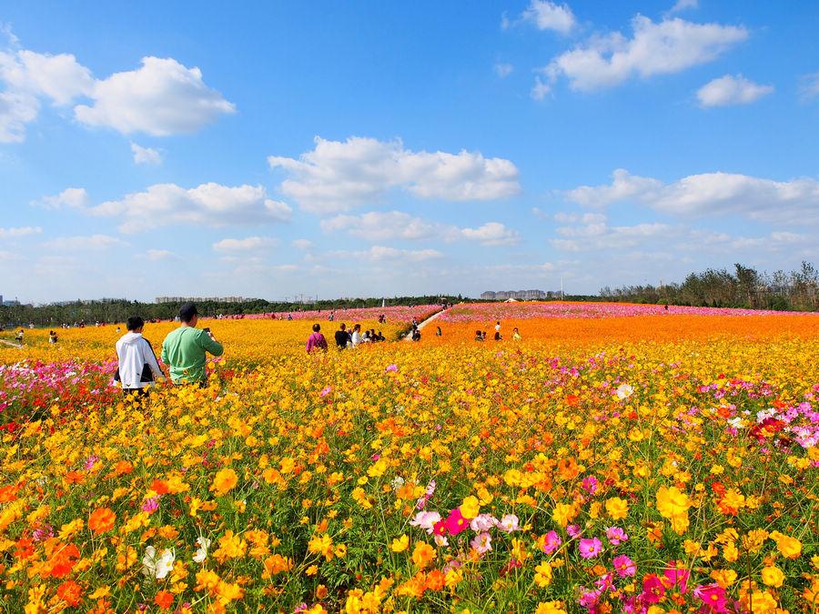 成都旅游攻略自由行携程,携程网成都自由行