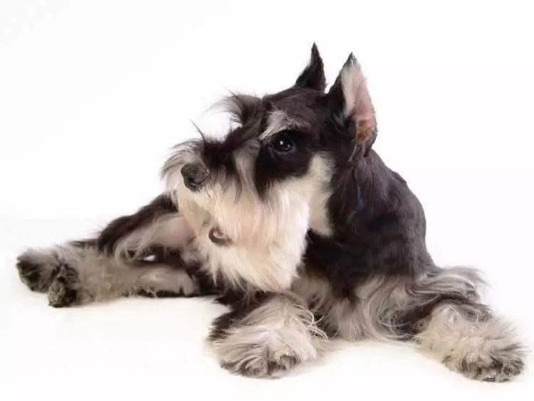 狗狗品种的分类你都了解吗,狗狗哪个品种当宠物狗更好