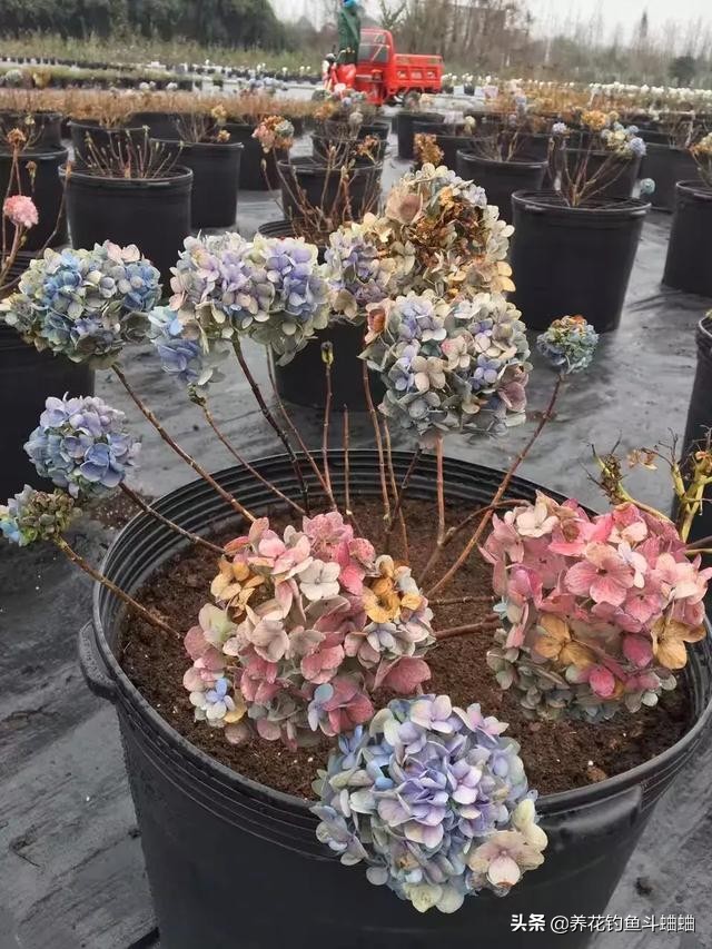 绣球几片叶子开始长花苞,绣球冬季绿叶爆侧芽