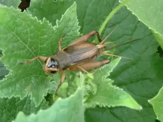 鸣虫油葫芦蝈蝈的区别,鸣虫示范蝈蝈蟋蟀油葫芦