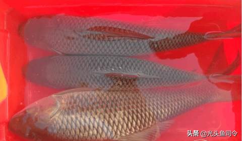 印度野鲮,印度野鲮鱼