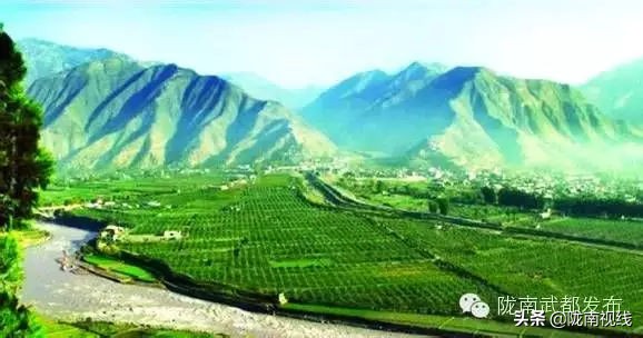 央视橄榄油广告,央视广告道道全菜籽油