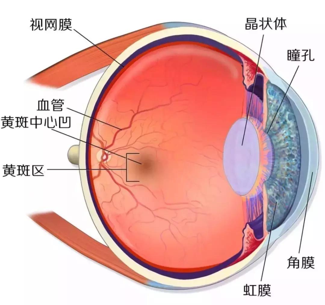 蓝莓护眼保健食物,吃蓝莓护眼能有什么样的效果