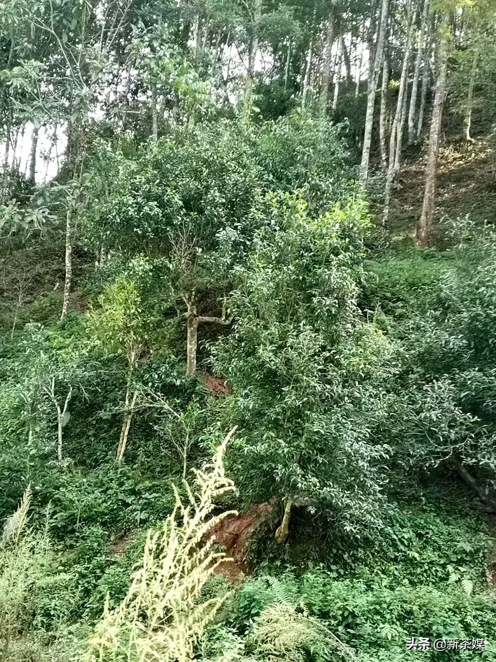 南糯山拔玛寨茶的特点,南糯山拔玛茶介绍