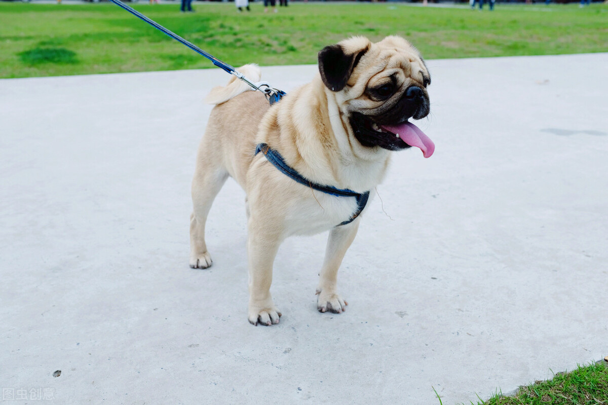 巴哥犬好养吗养巴哥犬的注意事项,八哥犬和巴哥犬有什么区别呢