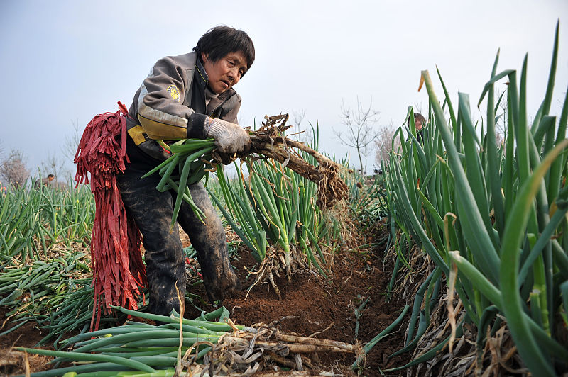 大葱如何种植不死,大葱如何种植不生虫