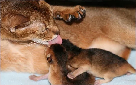 记录猫咪生产全过程,猫咪生产时的全过程