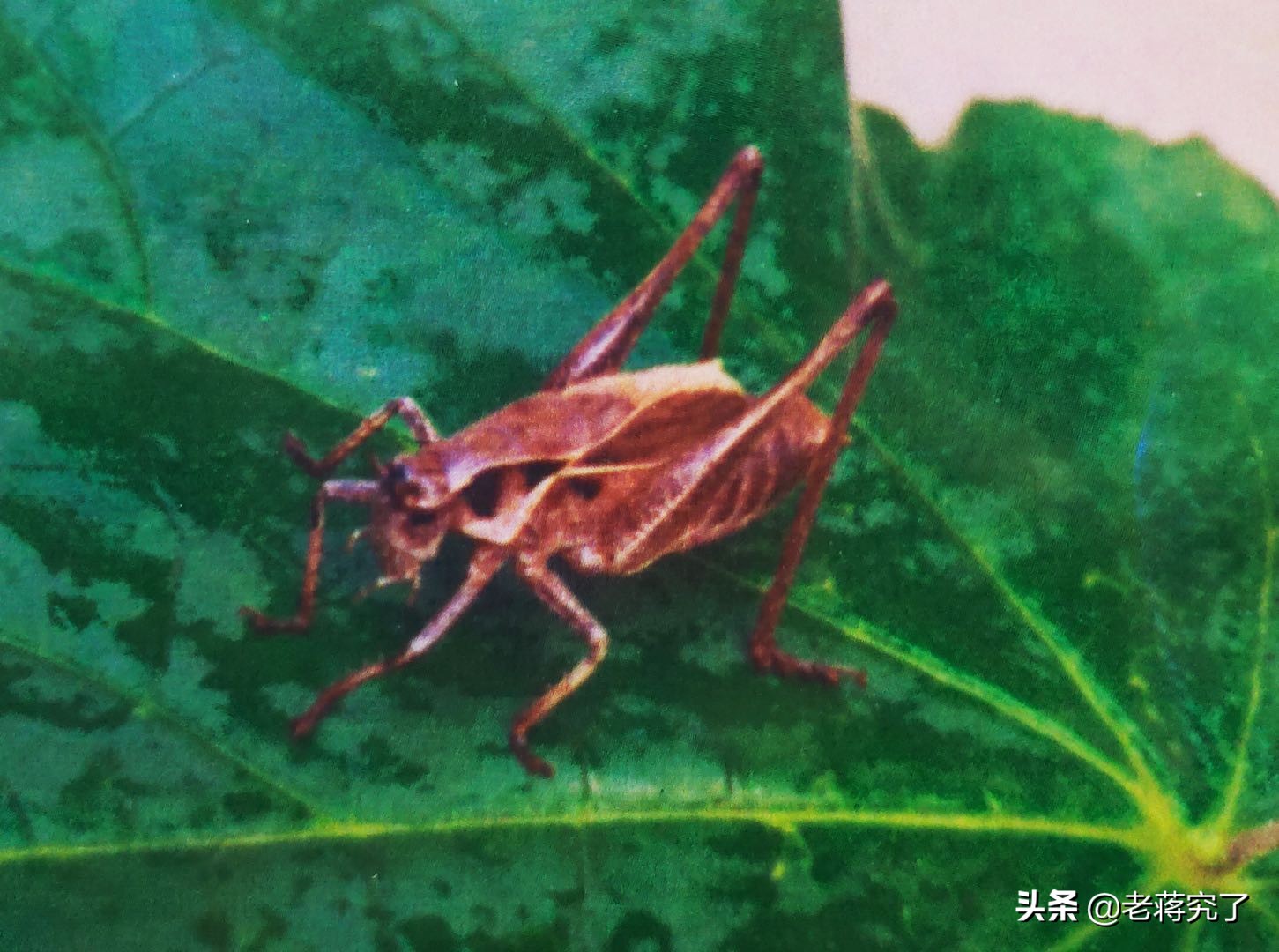 各种鸣虫的叫声和饲养,冬季常见的鸣虫有哪些