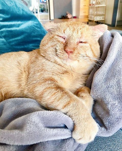 房东不准养猫谁能把猫领养,租房时房东不让养猫然后发了图片