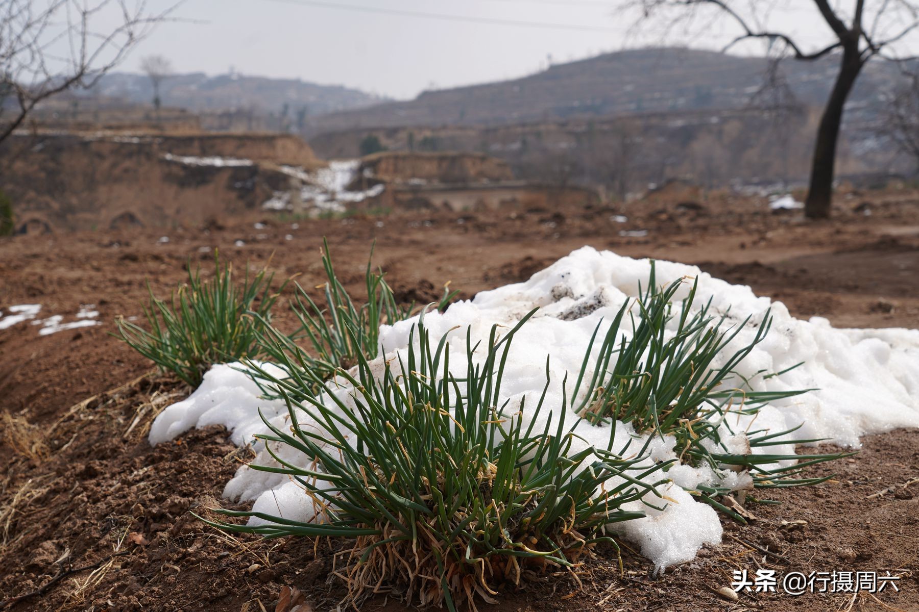 山西8旬大爷把母猪当宠物养，1窝小猪卖14600元，无本生意