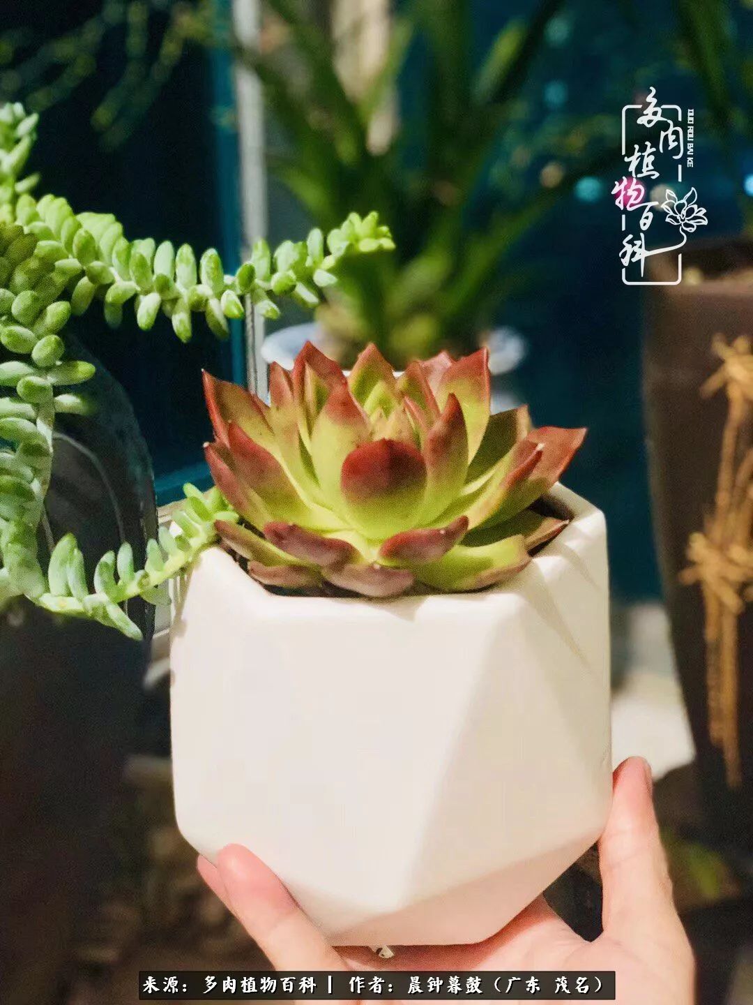 轻轻地告诉你，我的多肉也曾美过，不信你看看