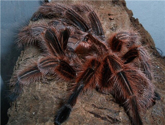 在野外奇形怪状的蜘蛛,各种宠物蜘蛛图片