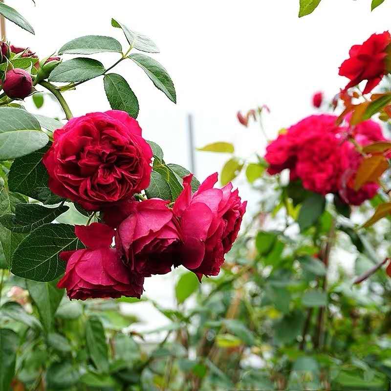 普通话幽默搞笑顺口溜,搞笑顺口溜押韵四川话短句