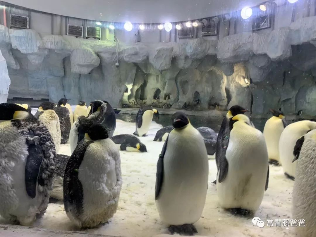 广州和珠海长隆一起玩攻略,广州珠海长隆旅游攻略5天四晚