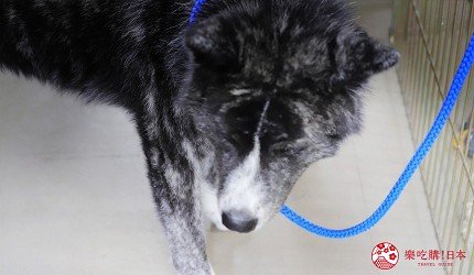 秋田市旅游,秋田一日游最佳去处