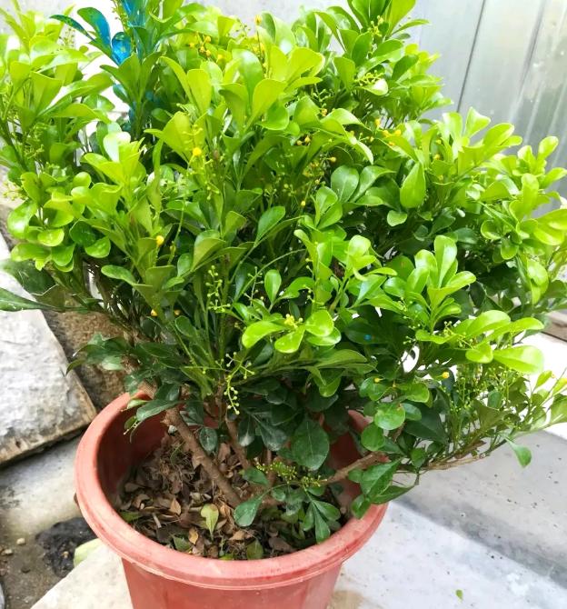 老桩花卉米兰的养殖方法,米兰老桩冬季怎么养护