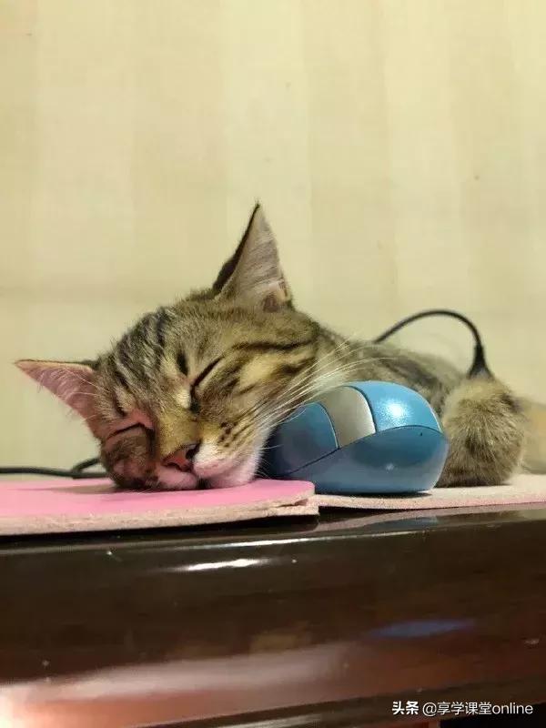 程序员养狗好还是养猫好,为什么程序员不能没有猫