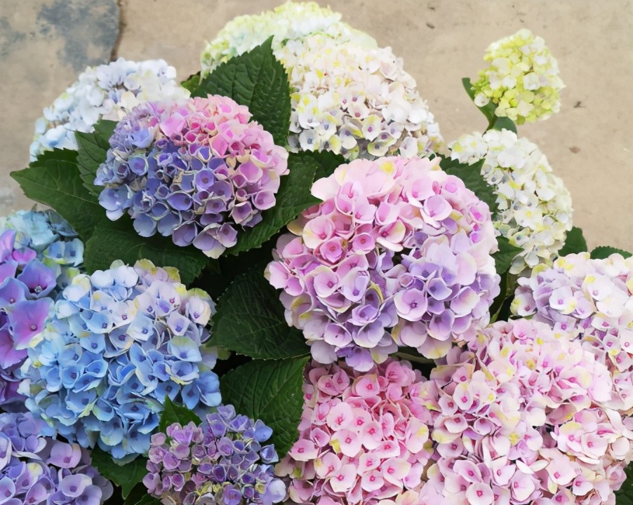 春季绣球叶子发皱怎么回事,夏季绣球老叶子都干枯怎么处理