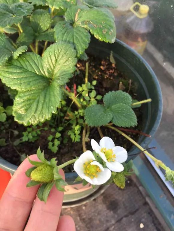 吊篮草莓采摘园,草莓盆栽吊兰