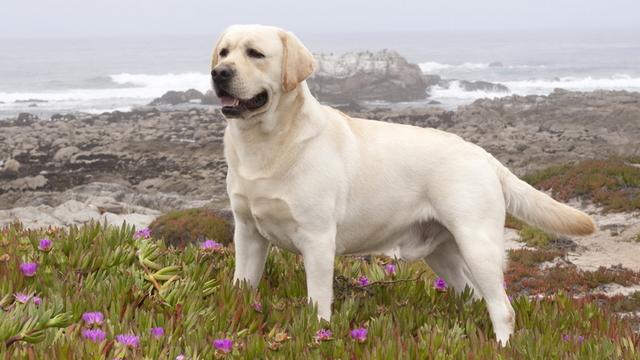 怎么挑选拉布拉多幼犬品相好坏,纯种拉布拉多幼犬怎么挑选好的