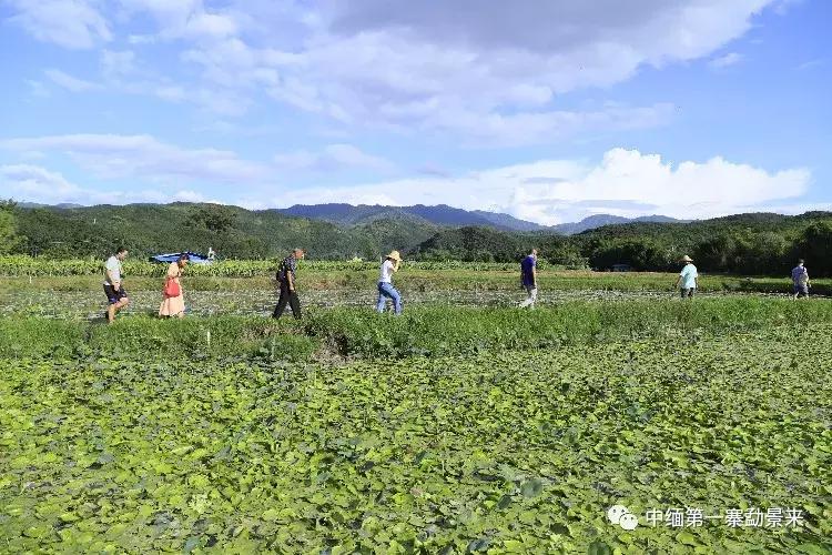 泰国顶级睡莲博士Dr.Nopchai版纳行,被勐景来圈粉