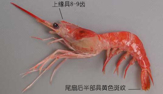 虾说,这是一篇让你不仅会吃,还会认……一文解决“虾”认识