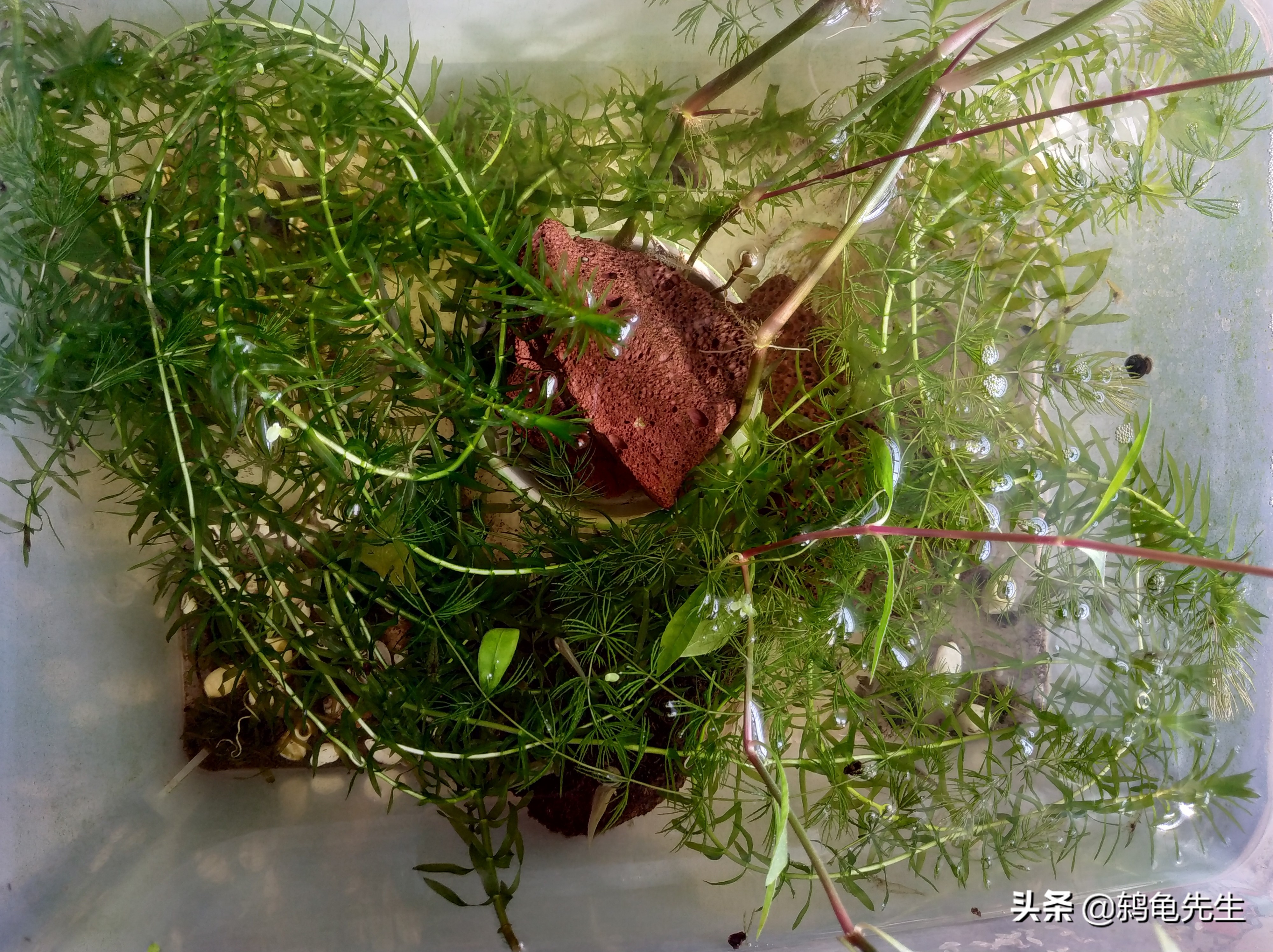 河蚌为什么会突然死掉,河蚌的水质太脏会死吗