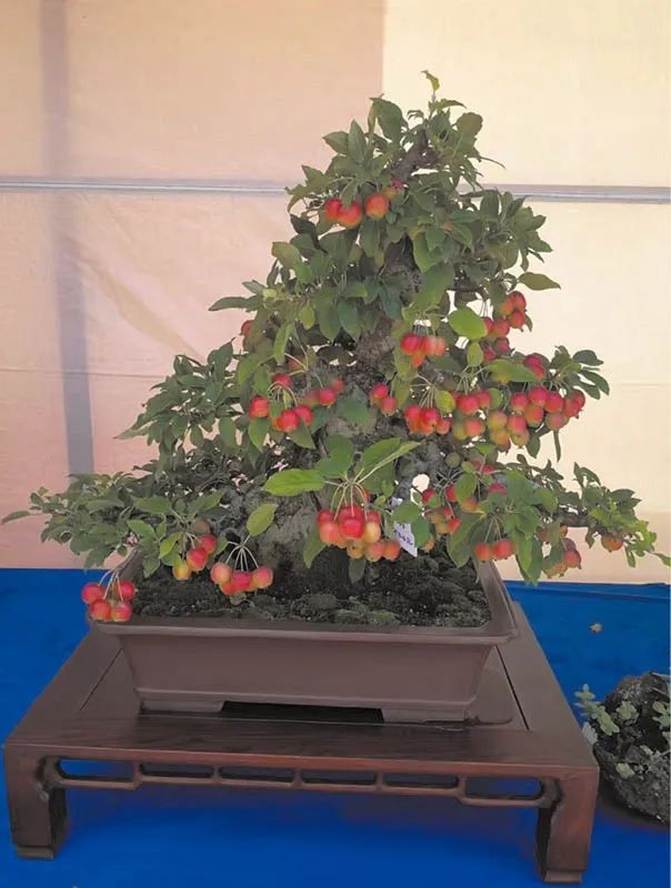 盆景素材十大排名 (什么盆景素材最好)