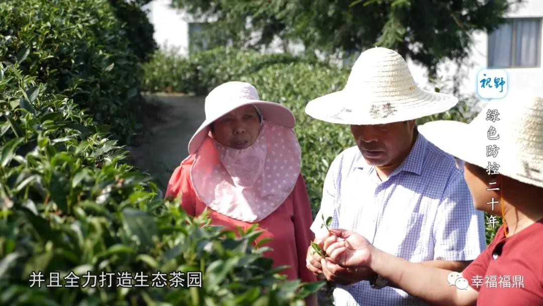 绿色茶园除草剂,无除草剂的茶园