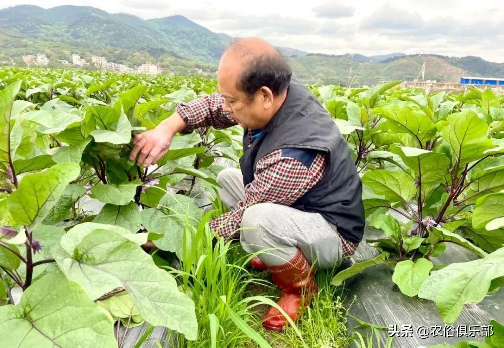 吊死鬼茄子,茄子鬼是真的吗