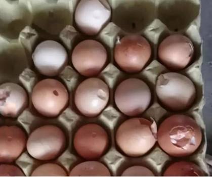 蛋鸡毛色不好的原因,养鸡羽毛发白怎么回事