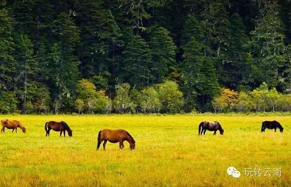 云南丽江旅游全国排名多少,云南丽江旅游景点排名前十有哪些