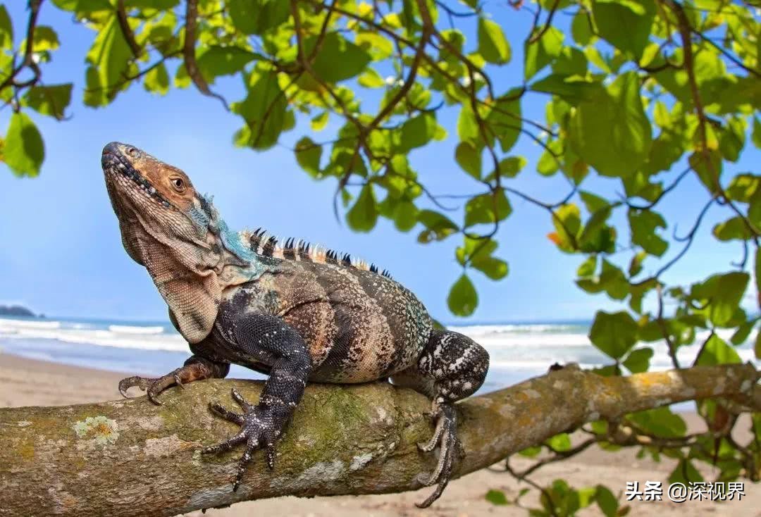 恐龙从几次大灭绝中活了下来,恐龙有没有灭绝只是进化成了鸟类