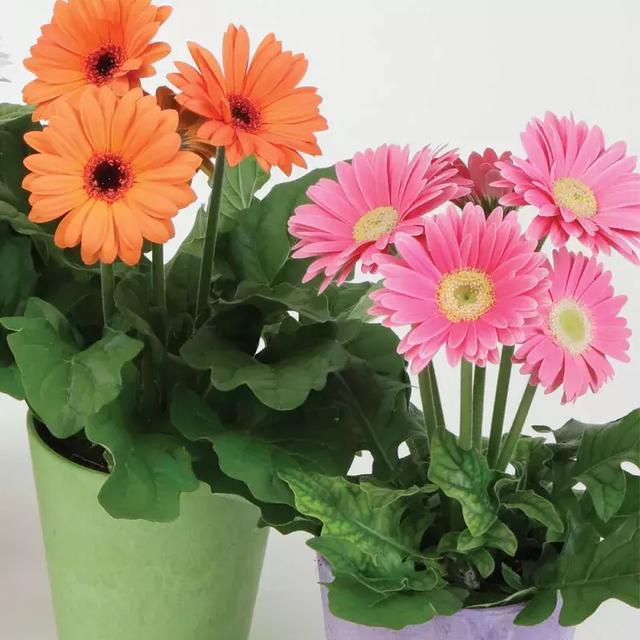 适合新手养的漂亮植物，价格便宜还好养活，来看看有没有你喜欢的