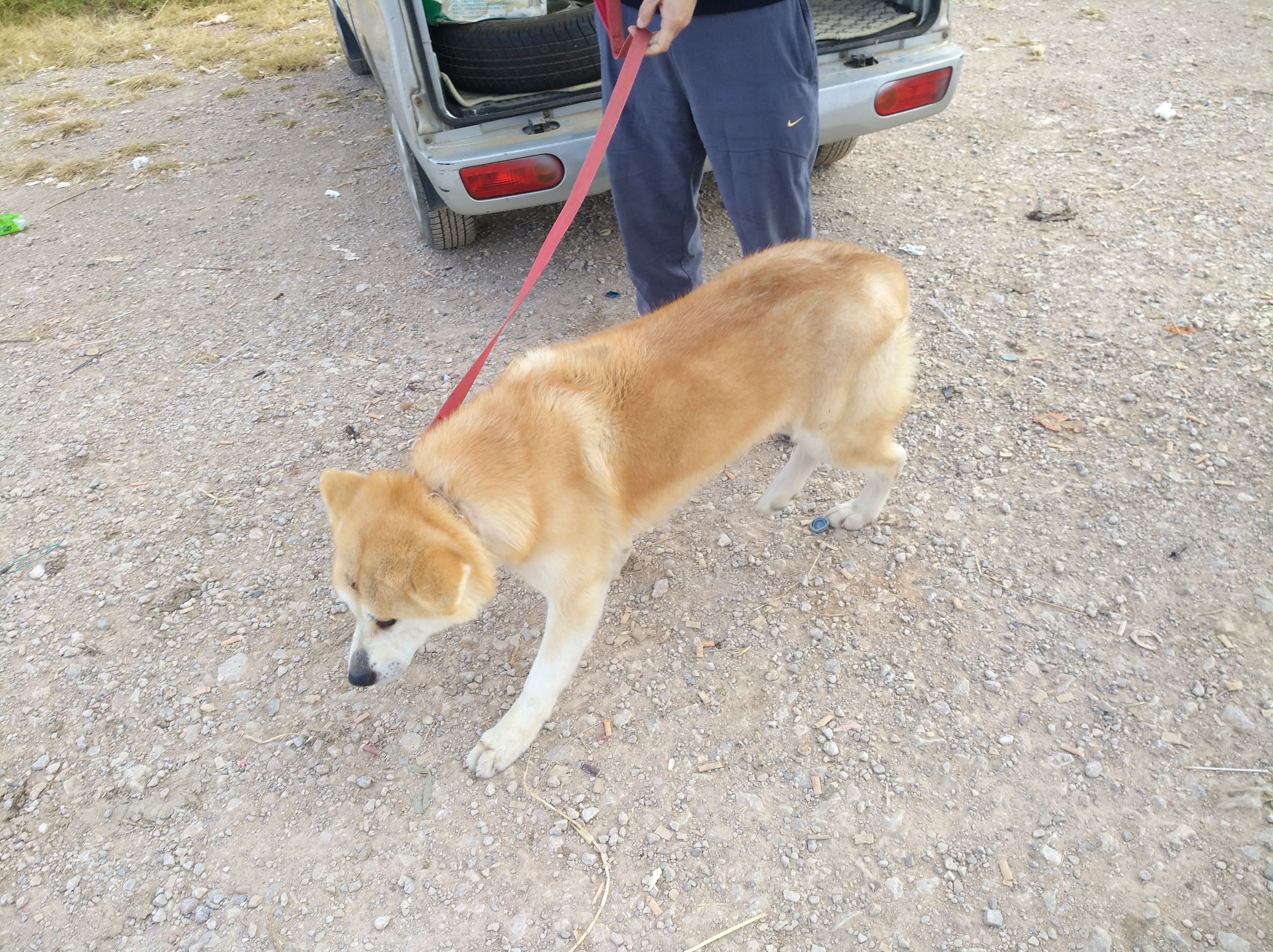 秋田犬与柴犬有什么明显区别,秋田犬和柴犬有什么区别吗