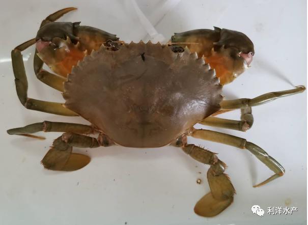 锯缘青蟹视频,锯缘青蟹