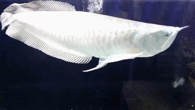 龙鱼老是扑水怎么回事,龙鱼有掉眼倾向怎么办