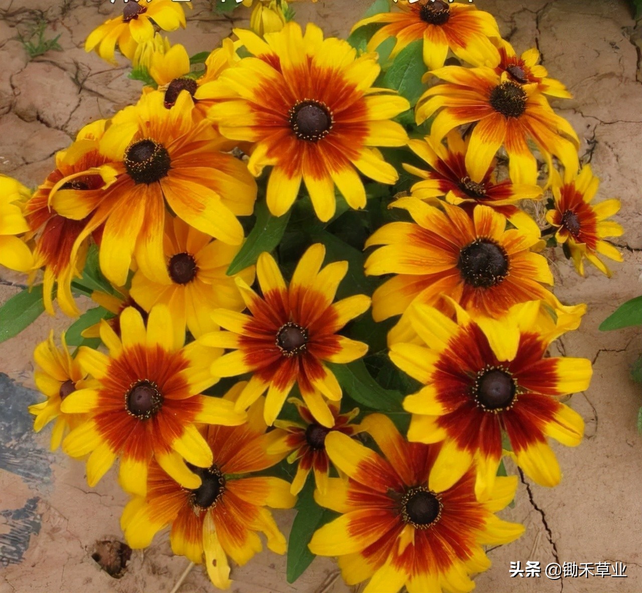 不低头始终向阳-黑心菊