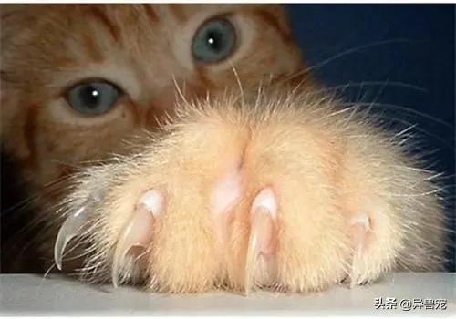 猫咪的日常护理知识,猫咪的日常生活