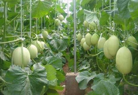 帮助老百姓返乡创业项目,助力农村家庭创业致富项目