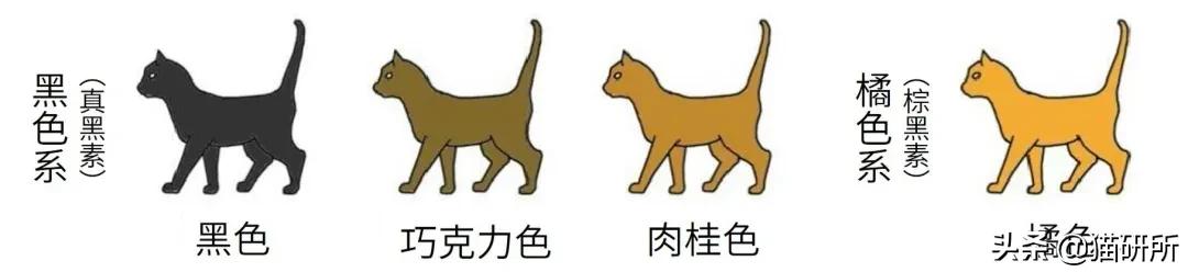 猫咪身上不同的味道代表什么,为什么猫咪的眼睛有不同颜色