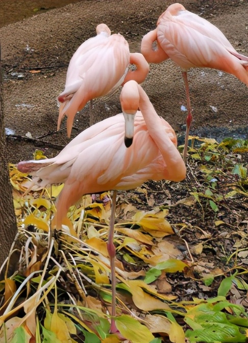 今起东北虎园大门票半价!近百种珍稀动物,带你走进现实版动物世界!