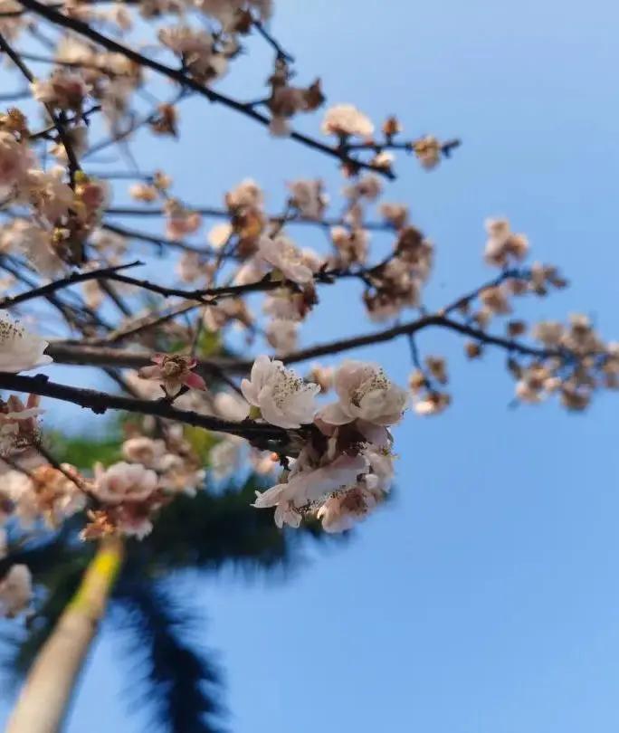 广州现在花开的季节,广州现在什么花开了