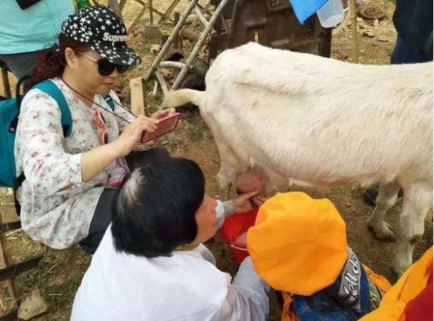 母乳牛奶羊奶营养价值对比表,羊奶和牛奶哪个营养更全面