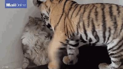 你属什么我属你,有属猫的生肖吗