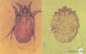 兔兔应该怎么预防疾病,兔兔患病的症状有哪些